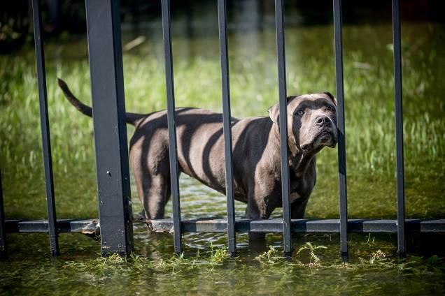 Cachorro aguarda resgate em jardim alagado por tempestade trazida pelo furacão Harvey, em Louisiana Cachorro aguarda resgate em jardim alagado por tempestade trazida pelo furacão Harvey, em Louisiana