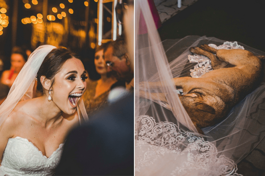 Cachorro invade casamento, deita no véu da noiva e é adotado