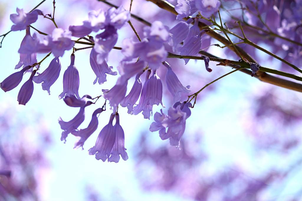 Jacarandá Mimosifolia