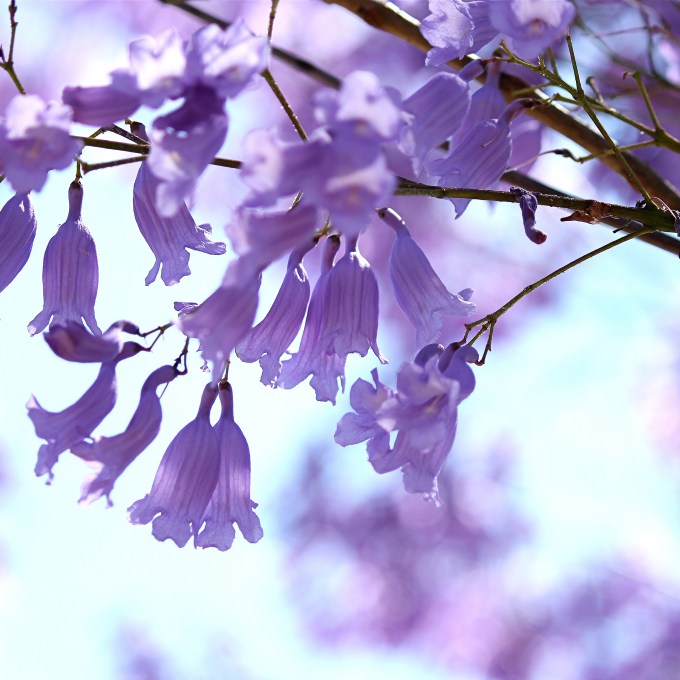 Jacarandá: um argentino que é bom de bola – ops, de flores