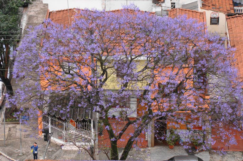 Jacarandá Brasiliana