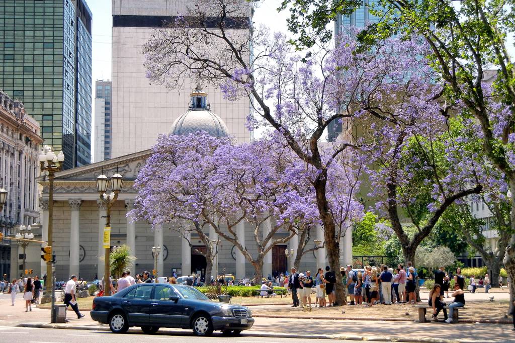 Jacarandá Mimosifolia