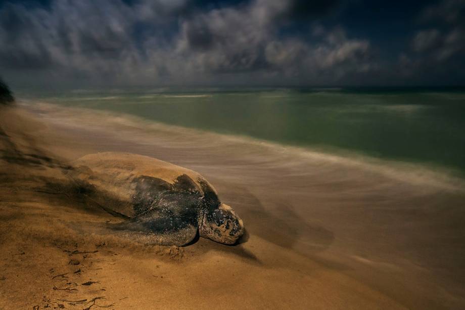 Categoria: Anfíbios e Répteis | O antigo ritual - gerações antes dela, esta tartaruga-de-couro volta ao oceano. As tartarugas aninhadas não eram vistas todas as noites e muitas vezes estavam muito longe. Quando finalmente Brian conseguiu o encontro que queria - sob céus claros, sem luzes distantes da cidade - em Saint Croix , nas Ilhas Virgens. Ele manteve uma longa exposição sob a lua cheia, provocando uma atmosfera intemporal