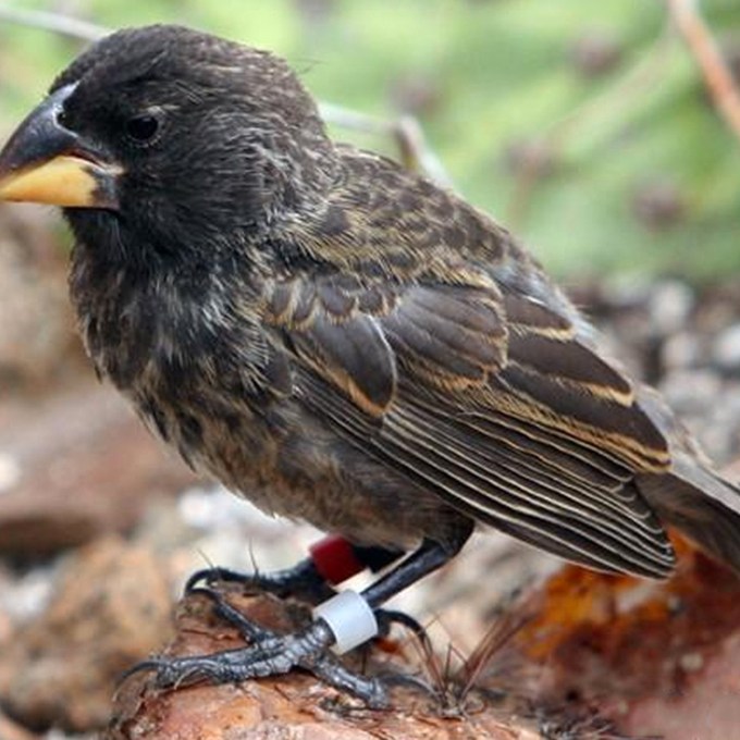 Pesquisadores identificam pássaro em processo de evolução