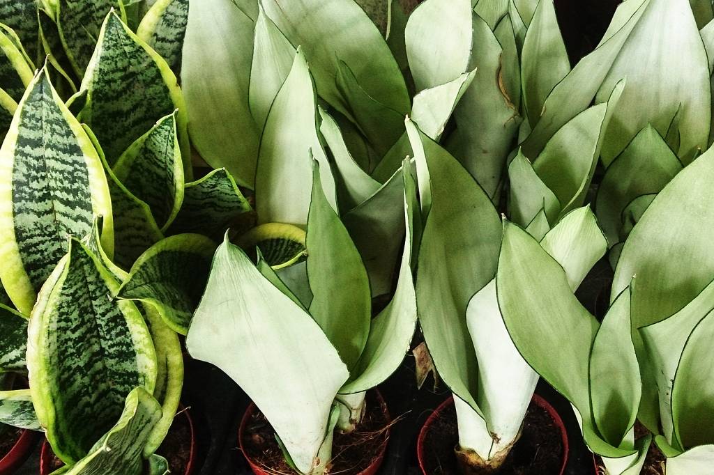 Sansevieria trifasciata “Moonshine”