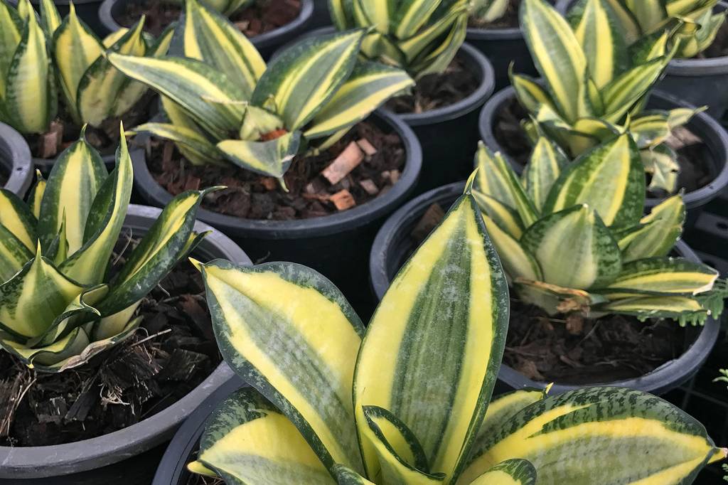Sansevieria hahnii