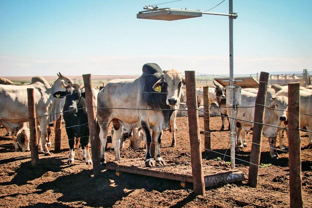 Fazenda no interior do Brasil - transição enfrenta obstáculos