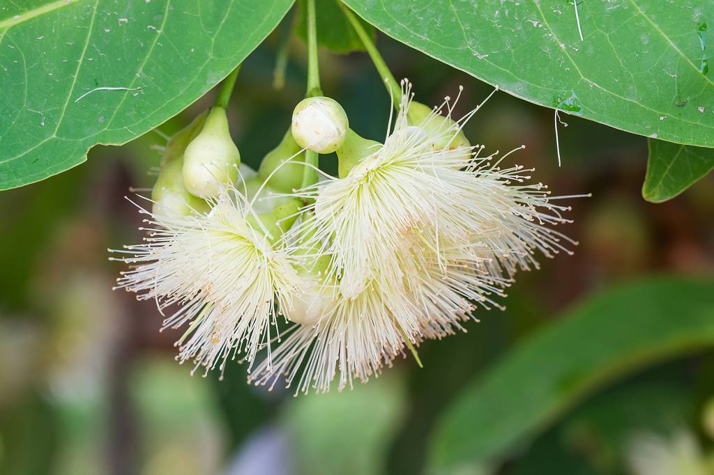 Flor de Jambo Amarelo