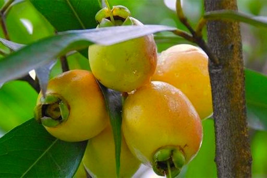 Jambo Amarelo