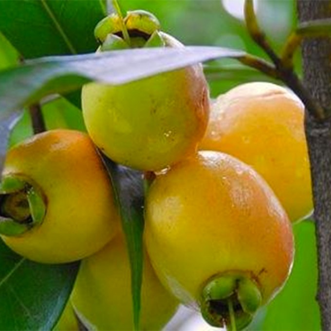 É tempo de jambo, a fruta com aroma de infância
