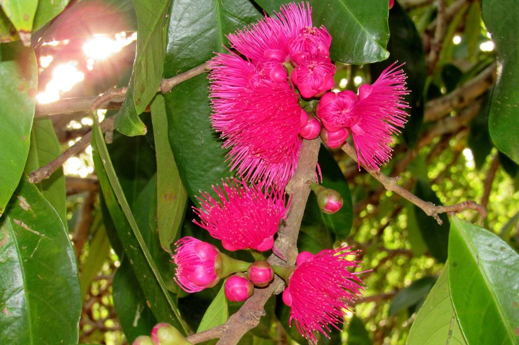 Flor de Jambo Roxo
