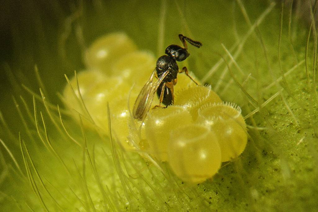 Combate – A agritech BUG Agentes Biológicos desenvolveu uma técnica para usar ovos de vespa no ataque a parasitas de cana, soja, milho, feijão e algodão