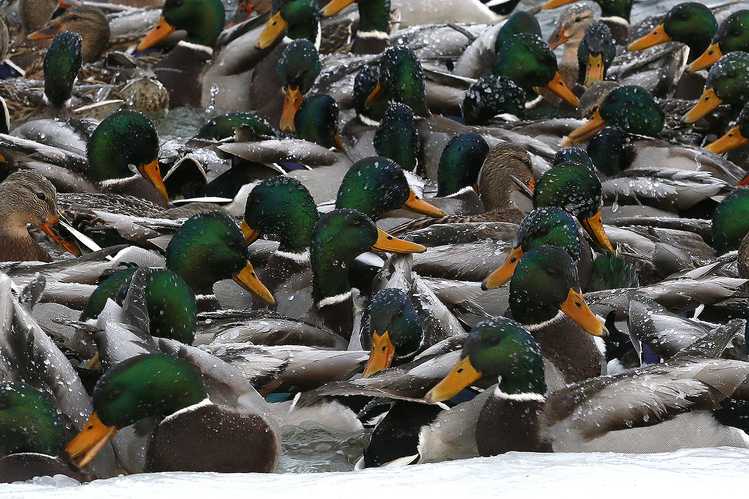 Por que fazendeiros estão criando patos ao invés de galinhas?