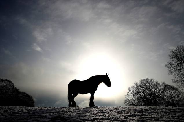 Cavalo é visto em campo coberto de neve na vila de Keele, na Inglaterra - 27/02/2018 Cavalo é visto em campo coberto de neve na vila de Keele, na Inglaterra - 27/02/2018