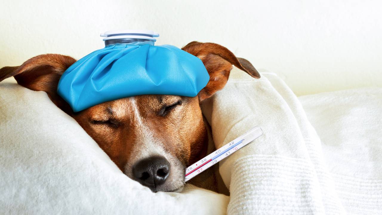 Cão doente