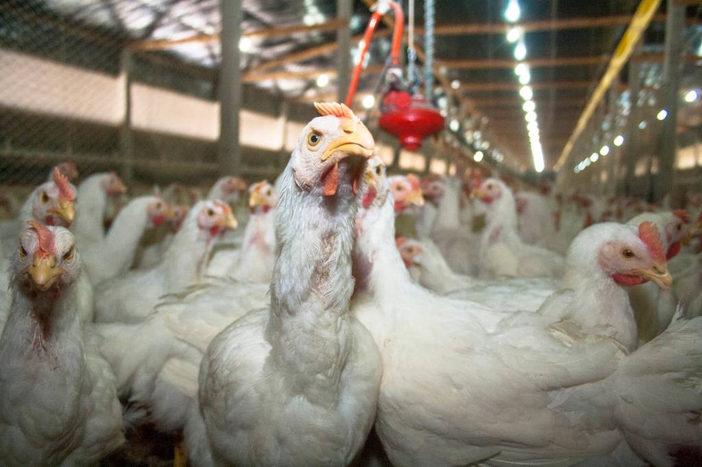 Brasil se declara livre da gripe aviária após isolamento sanitário