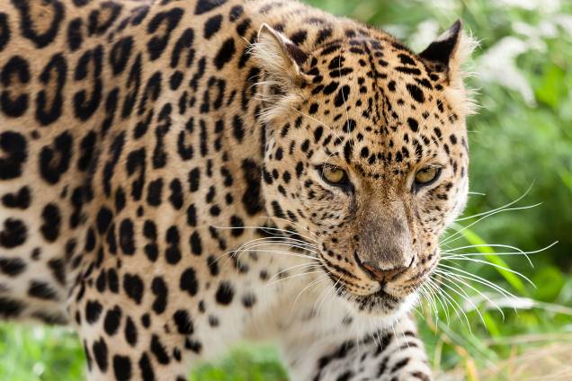 Animais da Rússia - Leopardo-de-amur Animais da Rússia - Leopardo-de-amur