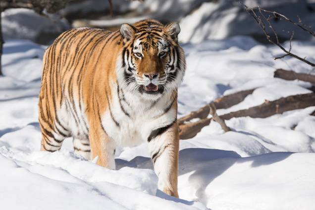 Animais da Rússia - Tigre siberiano Animais da Rússia - Tigre siberiano