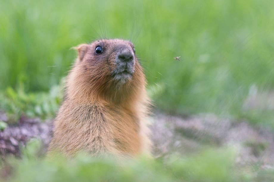 Animais da Rússia - Marmota Bobak