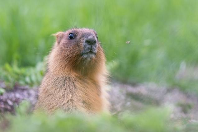 Animais da Rússia - Marmota Bobak Animais da Rússia - Marmota Bobak