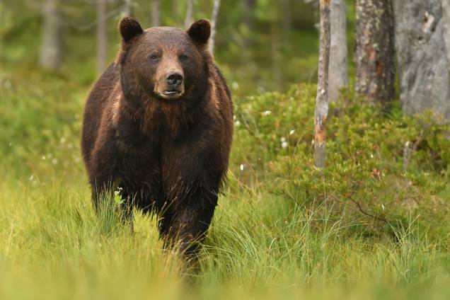 Animais da Rússia - Urso-pardo Animais da Rússia - Urso-pardo
