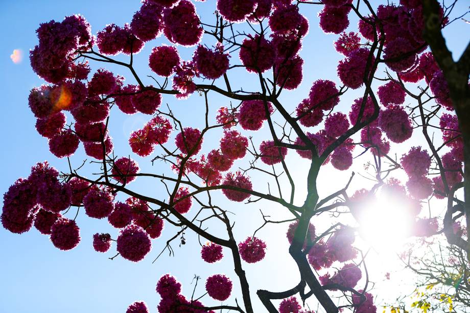 Floração dos ipês-roxo colorem a cidade de Brasília (DF)