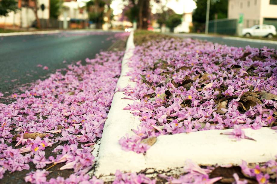 Floração dos ipês-roxo colorem a cidade de Brasília (DF)