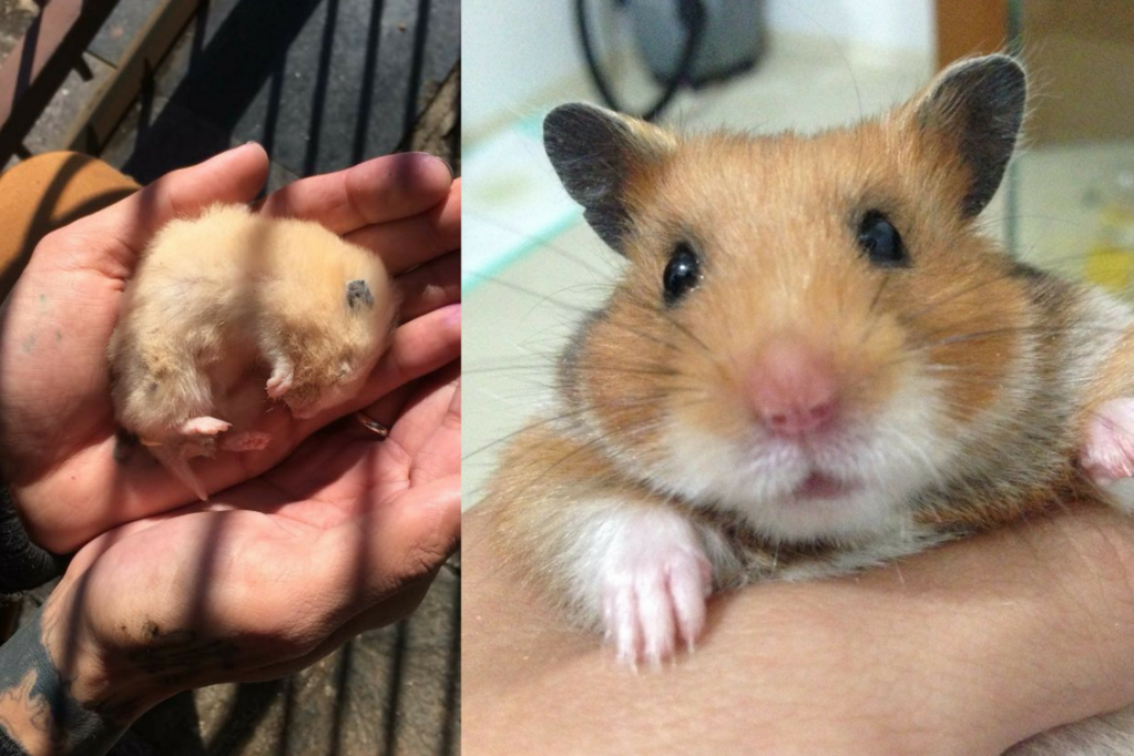 Hamsters hibernam? O que especialista diz sobre post viral