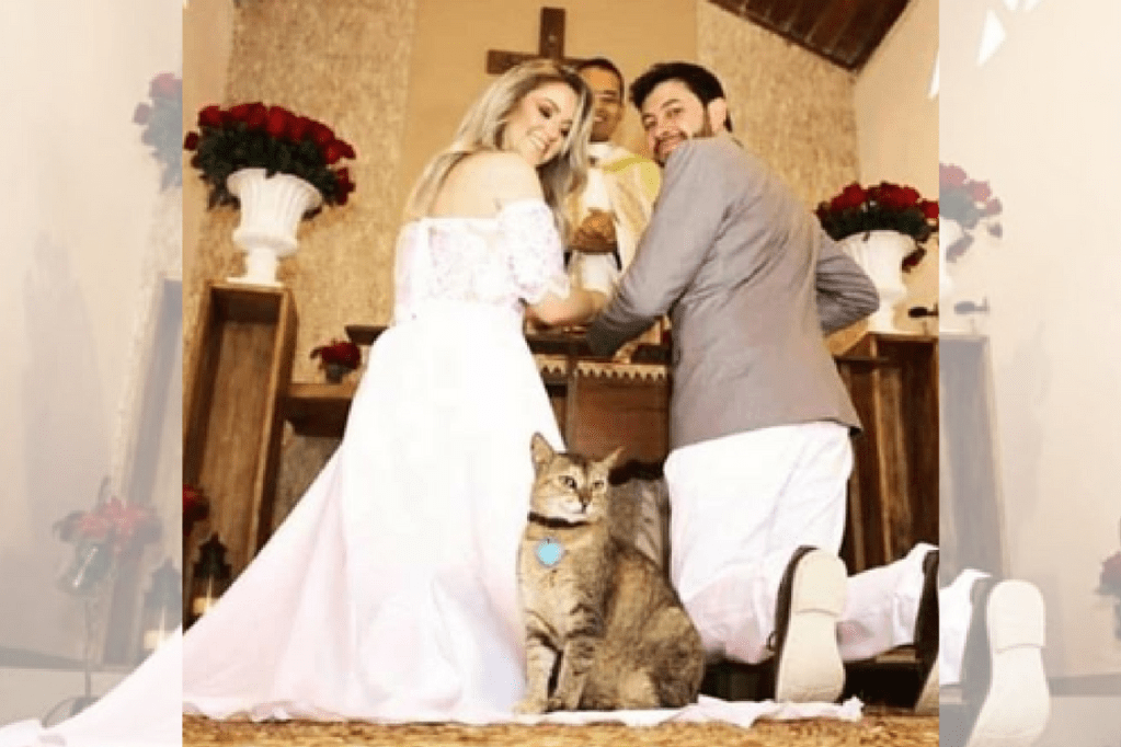 Gato invade casamento e toma atitude surpreendente