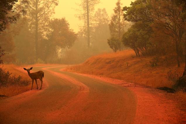 Cervo é visto em uma estrada coberta com pó retardador de fogo perto de Redding, na Califórnia - 28/07/2018 Cervo é visto em uma estrada coberta com pó retardador de fogo perto de Redding, na Califórnia - 28/07/2018