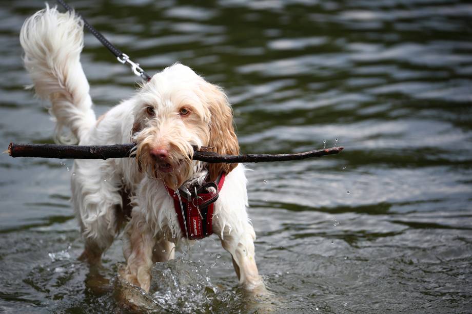 Cachorro pega graveto em lago do Parque St James's no centro de Londres, Inglaterra - 24/07/2018