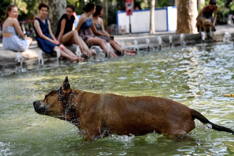 Cachorro brinca em fonte pública em Montpellier, França - 02/08/2018