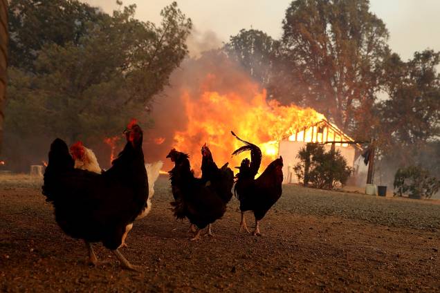 Galinhas são fotografadas próximas a um celeiro em chamas durante avanço do incêndio River Fire, em Lakeport na Califórnia - 01/08/2018 Galinhas são fotografadas próximas a um celeiro em chamas durante avanço do incêndio River Fire, em Lakeport na Califórnia - 01/08/2018