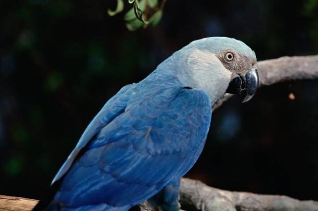 arara arara