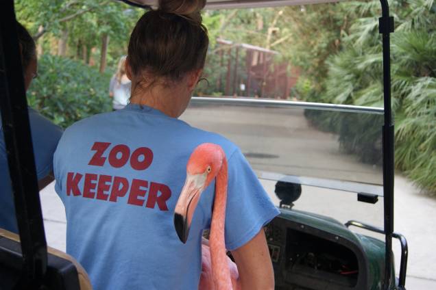 Flamingos são evacuados do Zoológico Riverbanks, durante a passagem do furacão Florence no estado americano da Carolina do Sul - 13/09/2018 Flamingos são evacuados do Zoológico Riverbanks, durante a passagem do furacão Florence no estado americano da Carolina do Sul - 13/09/2018