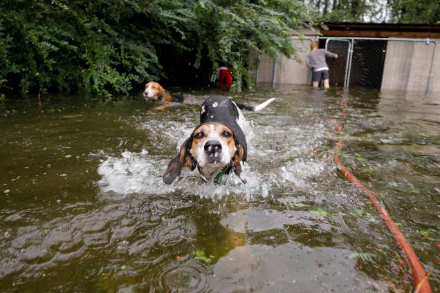 Cães em pânico que foram deixados enjaulados por um proprietário que fugiu das enchentes provocadas pelo furacão Florence, nadam livres após serem libertados em Leland, na Carolina do Norte - 16/09/2018 Cães em pânico que foram deixados enjaulados por um proprietário que fugiu das enchentes provocadas pelo furacão Florence, nadam livres após serem libertados em Leland, na Carolina do Norte - 16/09/2018
