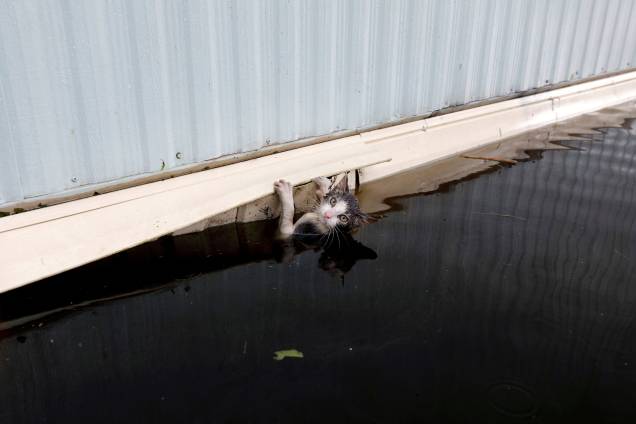 Gato se agarra a um trailer em meio a uma inundação antes de ser resgatado em Burgaw, na Carolina do Norte - 17/09/2018 Gato se agarra a um trailer em meio a uma inundação antes de ser resgatado em Burgaw, na Carolina do Norte - 17/09/2018