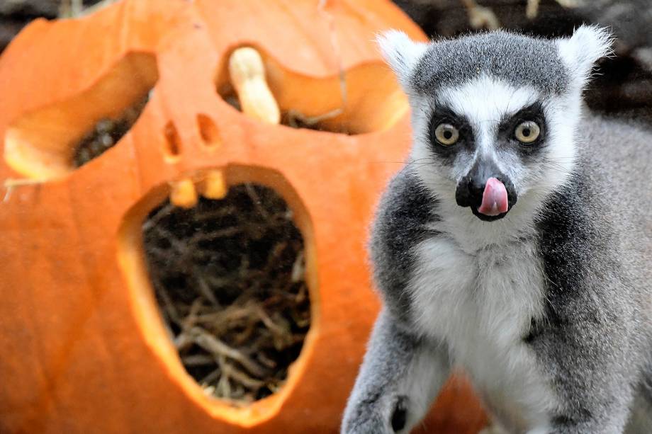 Lêmure interage com uma abóbora esculpida para o dia do Halloween no zoológico de Hanover, na Alemanha - 25/10/2018