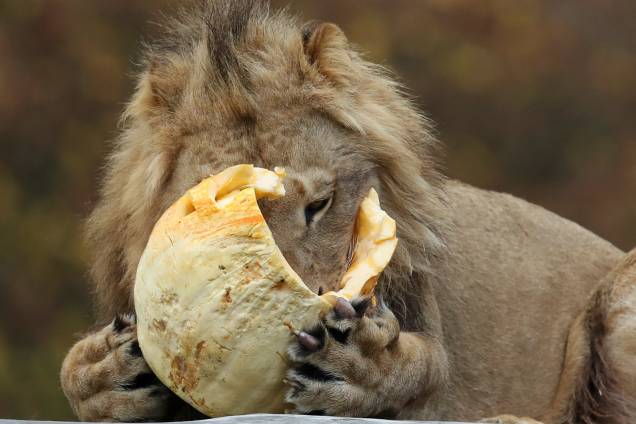 Leão come uma abóbora durante as comemorações antecipadas do dia do Halloween no Blair Drummond Safari Park, em Stirling, na Escócia - 25/10/2018 Leão come uma abóbora durante as comemorações antecipadas do dia do Halloween no Blair Drummond Safari Park, em Stirling, na Escócia - 25/10/2018