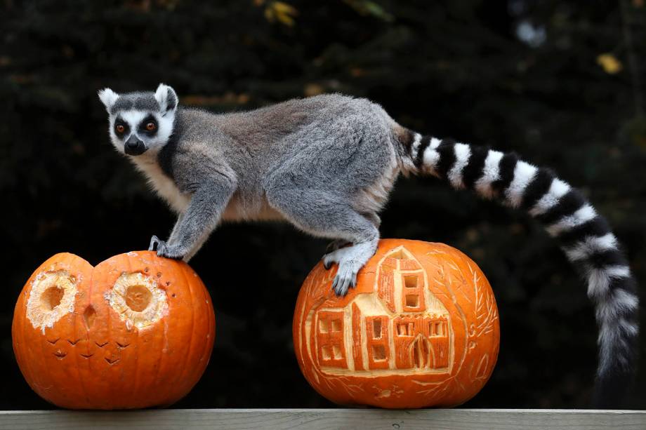 Lêmure de calda anelada se apoia nas abóboras de comemoração antecipada do Blair Drummond Safari Park, em Stirling, na Escócia - 25/10/2018