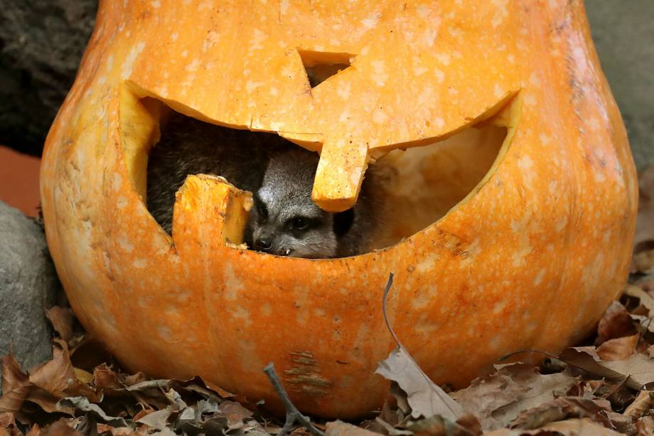 Suricato se diverte dentro de uma abóbora decorada para o dia do Halloween no Blair Drummond Safari Park, em Stirling, na Escócia - 25/10/2018