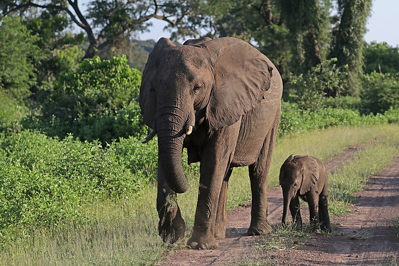 Elefante mata duas turistas durante safari na Zâmbia; animal estava com filhote