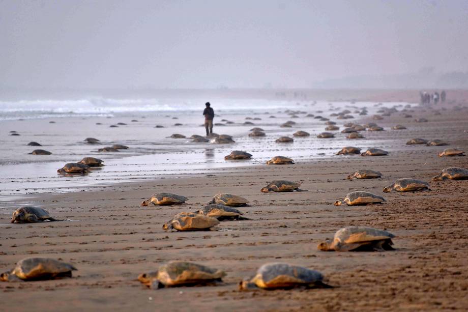 Tartarugas-olivas (Lepidochelys olivacea) retornam ao mar depois de depositar seus ovos na praia de Rushikulya, na Índia - 16/02/2017