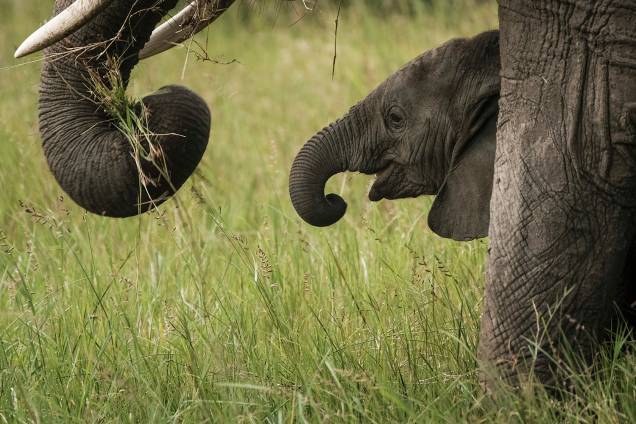 Filhote de elefante é visto na Reserva Nacional de Masai Mara, no sul do Quênia - 24/01/2018 Filhote de elefante é visto na Reserva Nacional de Masai Mara, no sul do Quênia - 24/01/2018