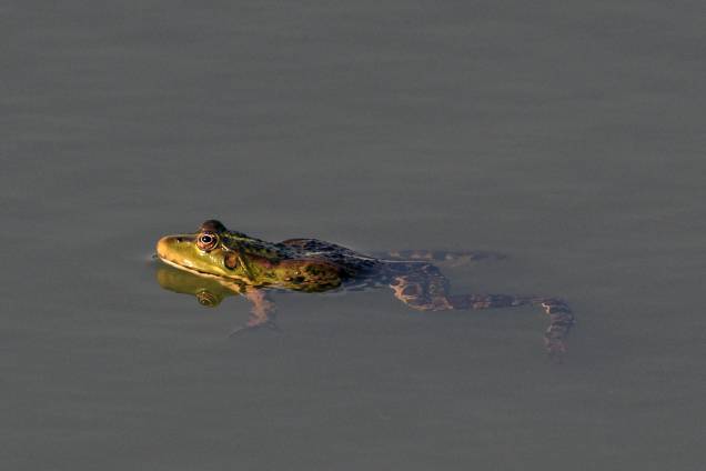 Sapo nada em uma lagoa em Bronnitsy, em Moscou - 19/06/2018 Sapo nada em uma lagoa em Bronnitsy, em Moscou - 19/06/2018
