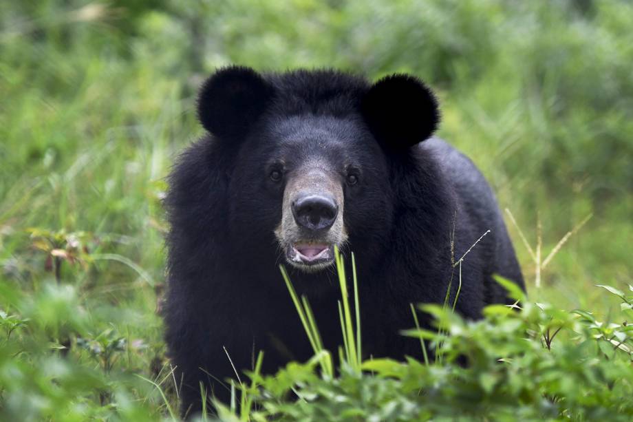 Urso resgatado é visto em santuário em Ninh Bình, no norte do Vietnã  - 15/08/2018