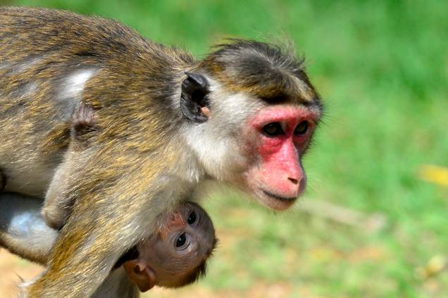 Um macaco Makake segura seu bebê enquanto caminha pela grama na cidade de Sigiriya, no Sri Lanka, a cerca de 165 km ao norte de Colombo - 11/10/2018 Um macaco Makake segura seu bebê enquanto caminha pela grama na cidade de Sigiriya, no Sri Lanka, a cerca de 165 km ao norte de Colombo - 11/10/2018