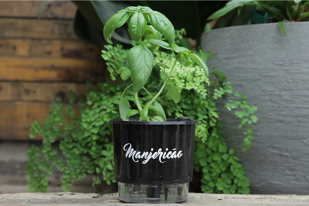 O vaso auto-irrigável está na moda. Mas funciona?