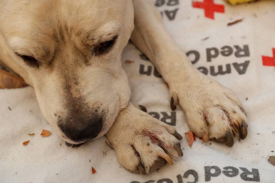 Cão descansa no estacionamento de uma igreja em Chico, na Califórnia após ficar com as patas queimadas durante o incêndio Camp Fire - 11/11/2018