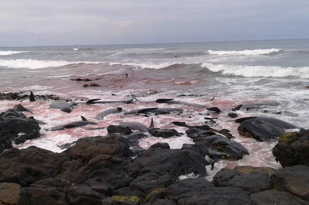 Mais 50 baleias morrem encalhadas em praia da Nova Zelândia